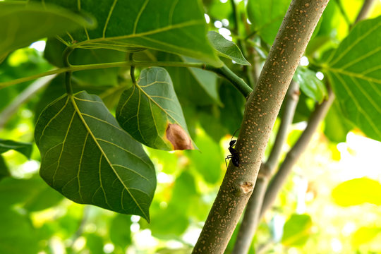 millettia pinnata tree hosts many insects