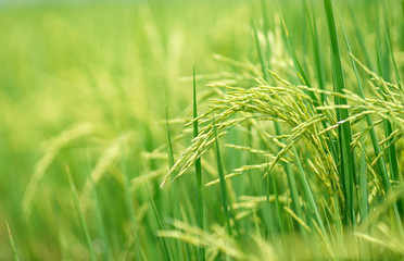 Close up ear of Thai jasmine's rice in paddy field with blured background