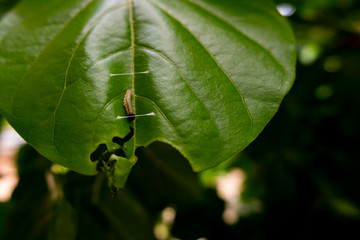 millettia pinnata tree hosts many insects