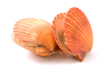 Raw scallop on white background 