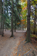 Szeroka ścieżka w lesie, między wysokimi drzewami  iglastymi,  w oddali jesienne drzewa liściaste z kolorowymi liśćmi - obrazy, fototapety, plakaty