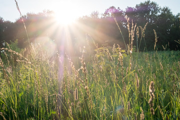 Sun rays at sunset through the grass and flowers in the field. grass field with sunny background. Russia, Vladimir