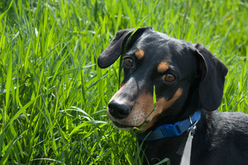 Cute dachshund in tall grass