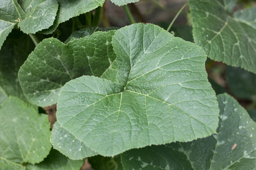 Green leaf of Yellow pumpkin plant