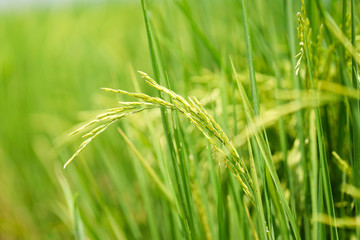 Close up ear of Thai jasmine's rice in paddy field with blured background