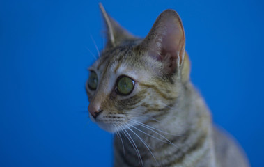 portrait photography of a beautiful cat with green eyes with a blue background