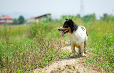 Dog walking in paddy rice farm