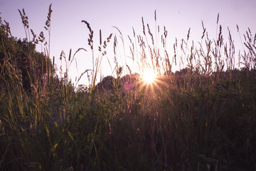 Summer or autumn landscape. Sun rays at sunset through the grass and flowers in the field. grass field with sunny background. Russia, Vladimir