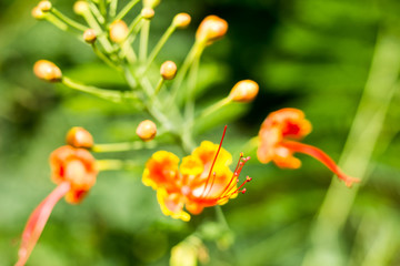 Red Flamboyant flower