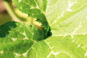 Green leaf of Yellow pumpkin plant