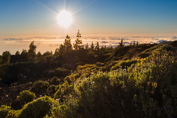 Sunset of Teide National Park, Tenerife. The sun is seting on the clouds, and the light is on the flowers.