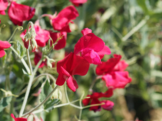 Lathyrus odoratus | Pois de senteur ou gesse odorante au parfum musqué
