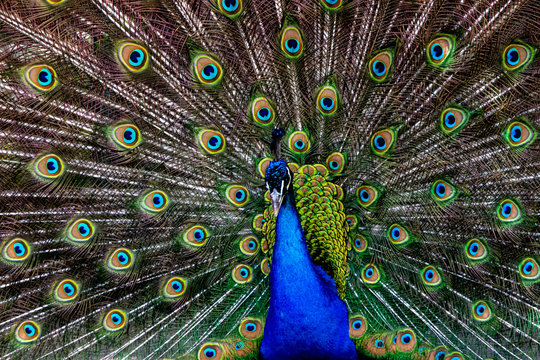 a peacock showing its tail feathers