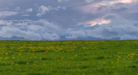 Green field with yellow rocket (Barbarea vulgaris)  on spring day