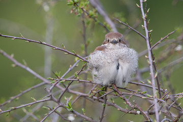 Isolated red-backed shrike perching on a branch