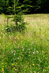Bee, Flower, Insect, Mountain meadow, Food, Nectar, Thuringia, Germany, Europe