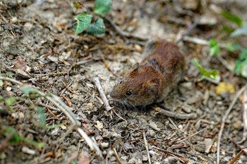 Neugierige Maus