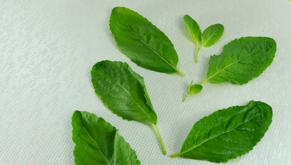 basil leaf have arrangement to be look like the flat basil tree 