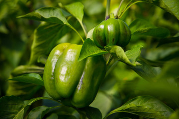 Ripe big green peppers in a greenhouse. Many fresh leaves. Harvest of vegetables. Sunny day. Close up