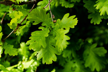 Zielone liście w lesie wiosną © adalbertus74
