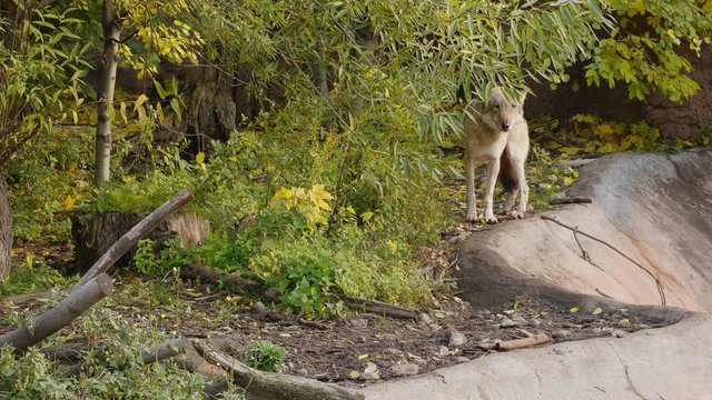 Wolf running through the forest in the fall.