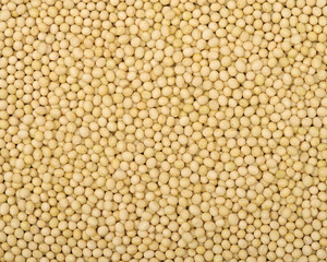 Soybean background