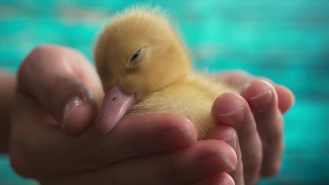 A small, newborn duckling falls asleep in his arms, close-up.Blue background. Yellow, Domestic duckling sleeping on his hands.