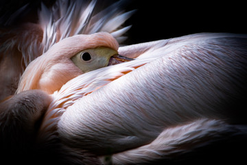 Fototapeta premium Great white pelican resting head tucked into wing with dramatic low key lighting and peaceful mood