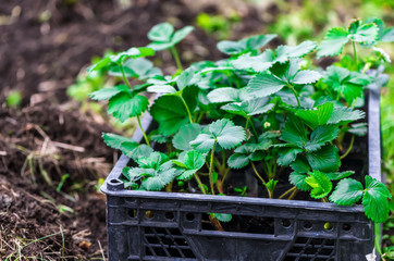 a box of strawberry seedlings stands in the garden