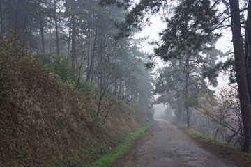 Obraz premium road in the woods