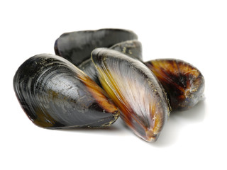 Fresh mussel on white background