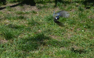 a small bird in flight
