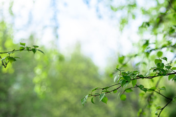 Birch branches, young, green leaves on a blurred forest background