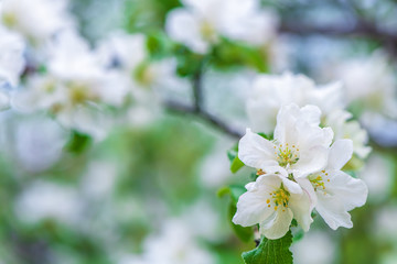 spring background white apple blossoms. spring, garden