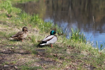 Kaczki przy stawie. © Magorzata