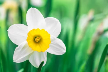 Foto op Plexiglas one white flower daffodil on grass background © iloli