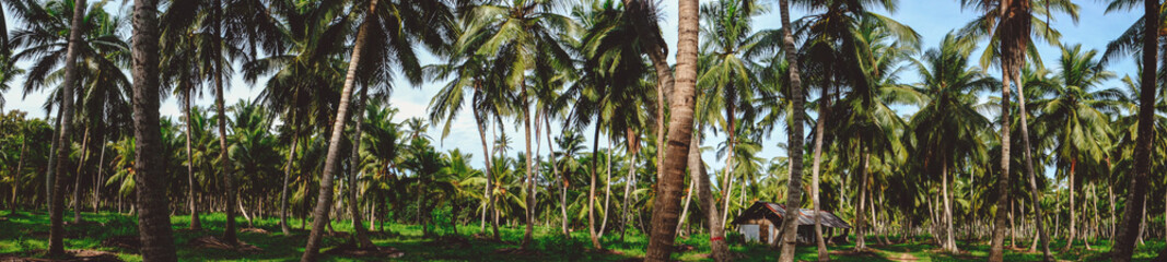 panoramic of coconut plantation in Sri Lanka 