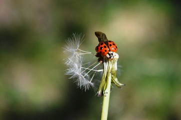 a small red ladybug spread its wings