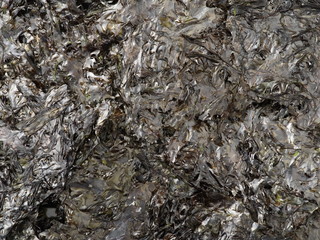 dry seaweed isolated background 