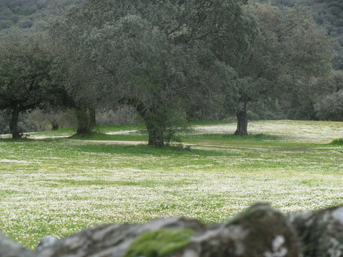 La primavera florece en el campo. 