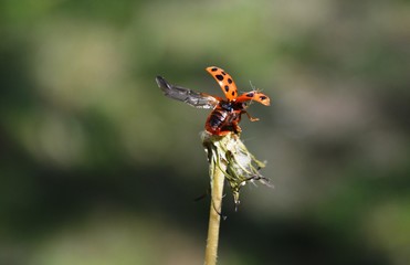 a small red ladybug spread its wings