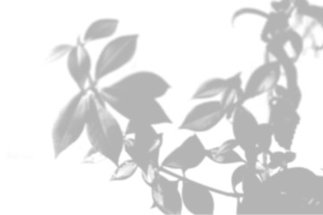 Summer background of shadows of willow branches on a white wall. White and black for superimposing a photo or mockup