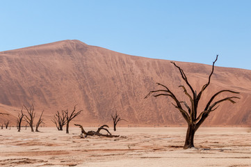 Fototapeta na wymiar Das Deadvlei in der Wüste Namib