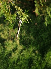 Butterfly in a branch of a pine