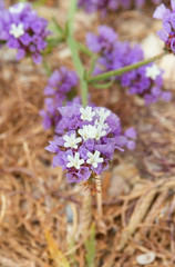 Obraz premium beautiful, small, purple flowers
