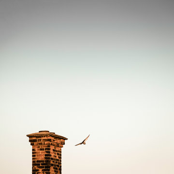Pigeon flying by chimney in sky