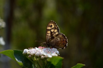Fototapeta premium a butterfly with colorful wings on a flower