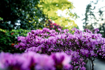 Rhododendron