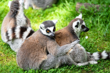 Naklejka na ściany i meble Lemur's up close sitting on grass