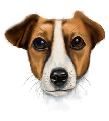 PERRO JACK RUSSEL TERRIER